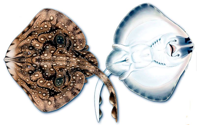 Raja undulata0029